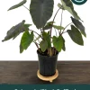 Black Ruffles Colocasia Live Plant - Elephant Ear, 1 Gallon Pot, Indoor/Outdoor - Image 1