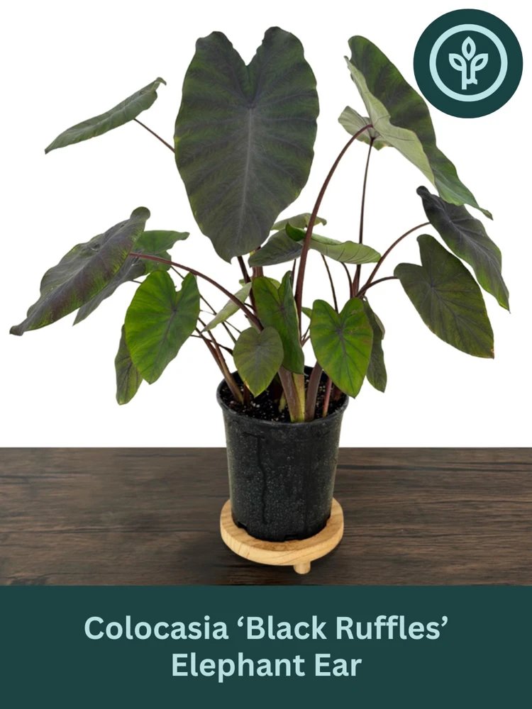 Black Ruffles Colocasia Live Plant - Elephant Ear, 1 Gallon Pot, Indoor/Outdoor - Image 1