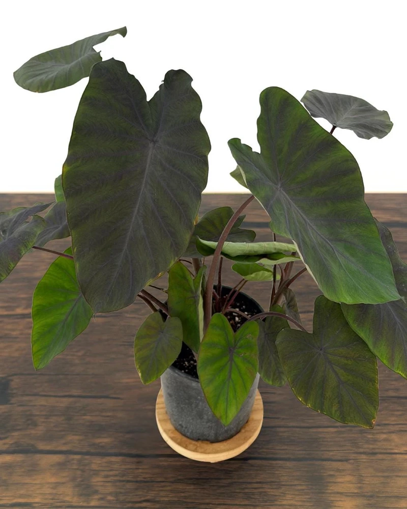 Black Ruffles Colocasia Live Plant - Elephant Ear, 1 Gallon Pot, Indoor/Outdoor - Image 9