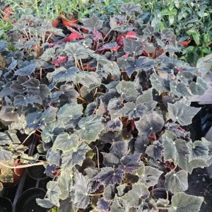 Black Velvet Begonia Live Plant - Fuzzy Leaf Indoor Houseplant, 4 Inch Pot - Image 2