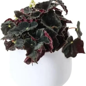 Black Velvet Begonia Live Plant - Fuzzy Leaf Indoor Plant, 4