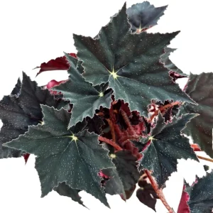 Black Velvet Begonia Live Plant - Fuzzy Leaf Indoor Plant, 4