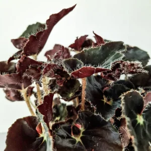 Black Velvet Begonia Live Plant - Fuzzy Leaf Indoor Houseplant, 4 Inch Pot - Image 4