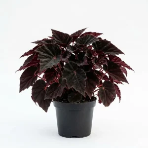 Black Velvet Begonia Live Plant - Fuzzy Leaf Indoor Plant, 4" Pot - Image 1