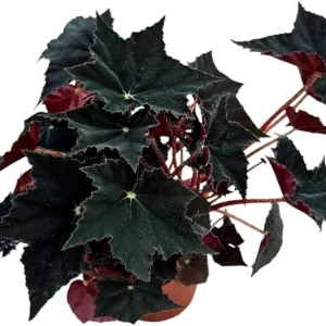Black Velvet Begonia Live Plant - Fuzzy Leaf Indoor Houseplant, 4 Inch Pot - Image 5
