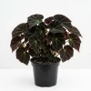 Black Velvet Begonia Live Plant - Fuzzy Leaf Indoor Houseplant, 4 Inch Pot - Image 1
