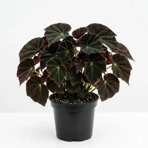 Black Velvet Begonia Live Plant - Fuzzy Leaf Indoor Houseplant, 4 Inch Pot - Image 1