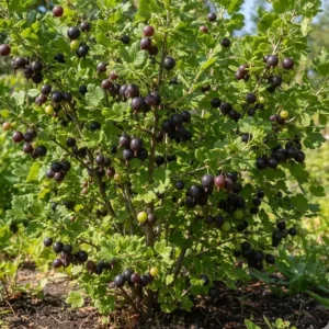 Black Velvet Gooseberry Live Plant - Fruiting Shrub, 6-12