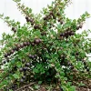 Black Velvet Gooseberry Live Plant - Fruiting Shrub, 6-12" Tall, USDA Zones 3-8 - Image 1