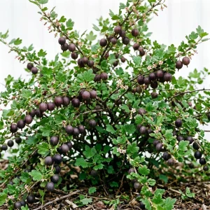 Black Velvet Gooseberry Live Plant - Fruiting Shrub, 6-12" Tall, USDA Zones 3-8 - Image 1