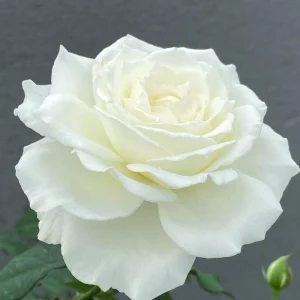 Blanche Neige Rose Live Plant - Fragrant Creamy White Blooms, 35 in Tall Outdoor - Image 2