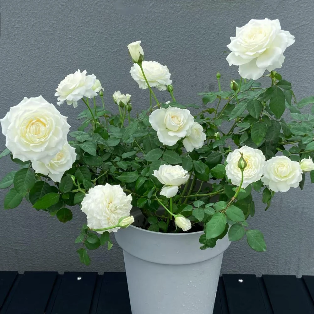 Blanche Neige Rose Live Plant - Fragrant Creamy White Blooms, 35 in Tall Outdoor - Image 3