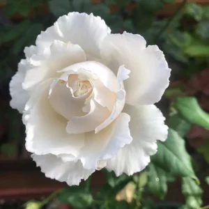 Blanche Neige Rose Live Plant - Fragrant Creamy White Blooms, 35 in Tall Outdoor - Image 4