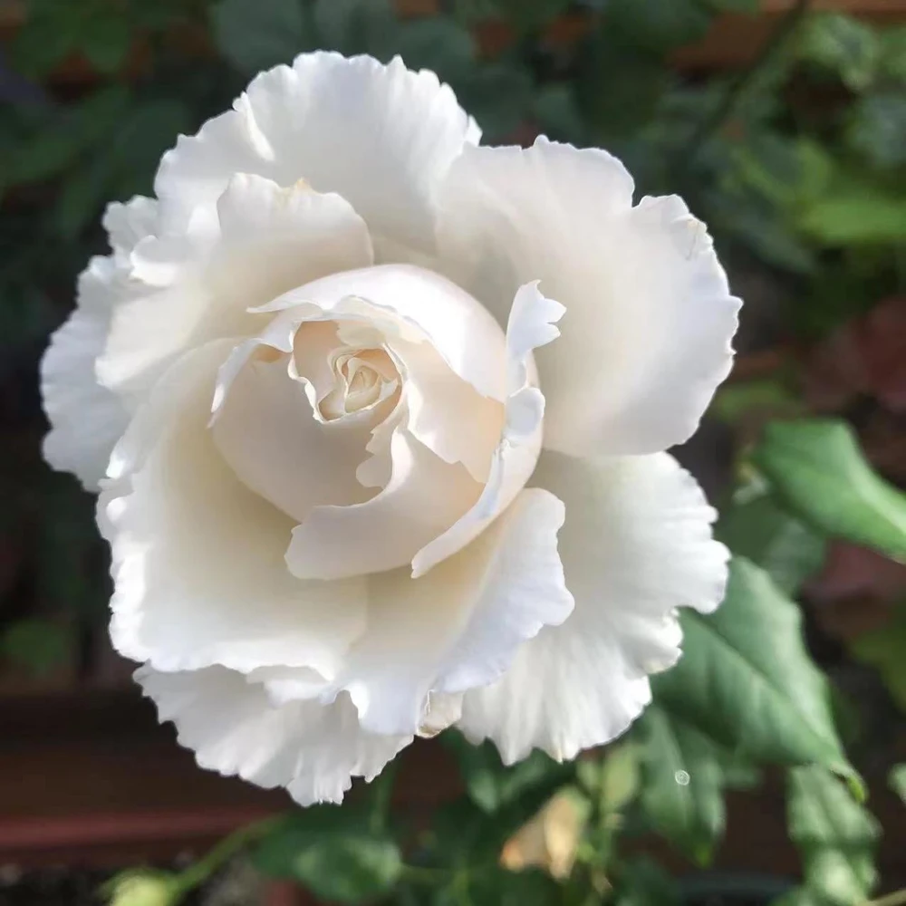 Blanche Neige Rose Live Plant - Fragrant Creamy White Blooms, 35 in Tall Outdoor - Image 4