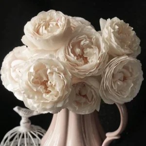 Blanche Neige Rose Live Plant - Fragrant Creamy White Blooms, 35 in Tall Outdoor - Image 5