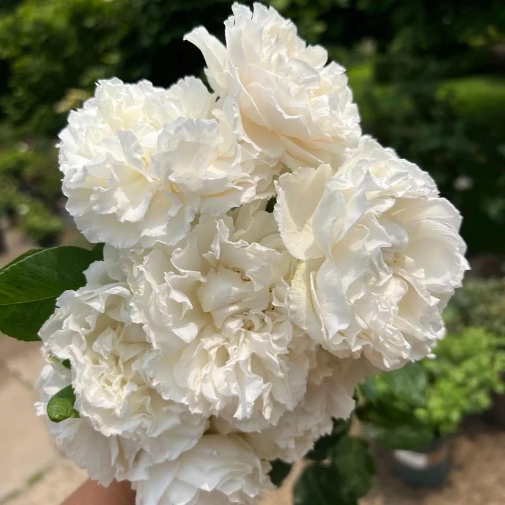 Blanche Neige Rose Live Plant - Fragrant Creamy White Blooms, 35 in Tall Outdoor - Image 6