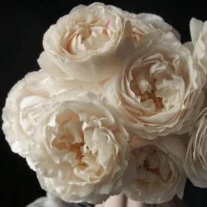 Blanche Neige Rose Live Plant - Fragrant Creamy White Blooms, 35 in Tall Outdoor - Image 1