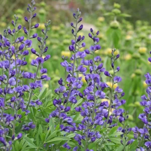 Blue False Indigo Live Plant - Baptisia australis - Native Wildflower - 2.5x3.5 inch Pot - Image 2