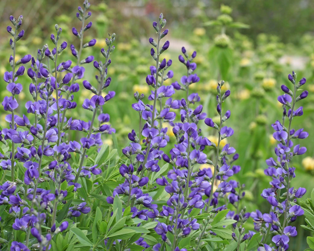 Blue False Indigo Live Plant - Baptisia australis - Native Wildflower - 2.5x3.5 inch Pot - Image 2