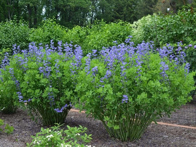 Blue False Indigo Live Plant - Baptisia australis - Native Wildflower - 2.5x3.5 inch Pot - Image 4