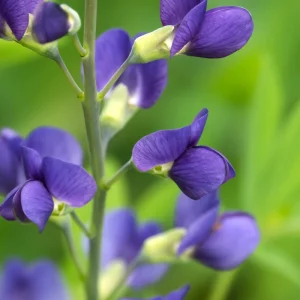 Blue False Indigo Live Plant - Baptisia australis - Native Wildflower - 2.5x3.5 inch Pot - Image 5