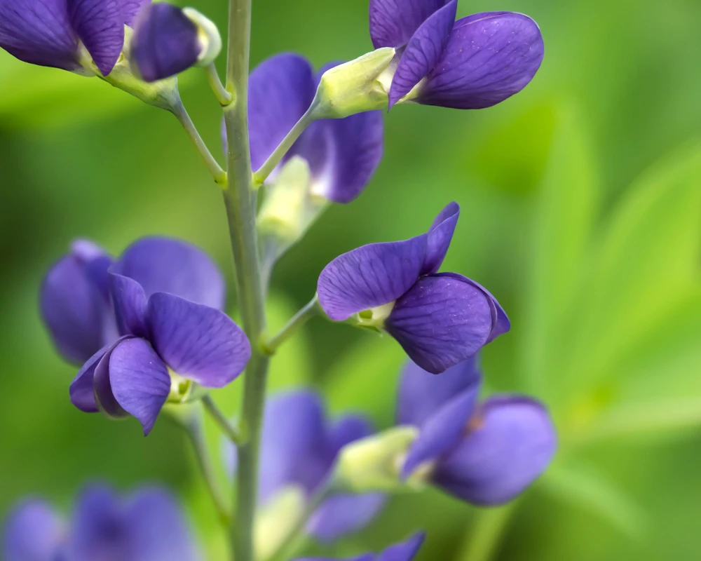 Blue False Indigo Live Plant - Baptisia australis - Native Wildflower - 2.5x3.5 inch Pot - Image 5