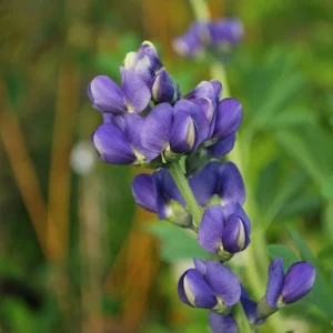 Blue False Indigo Live Plant - Baptisia australis - Native Wildflower - 2.5x3.5 inch Pot - Image 6