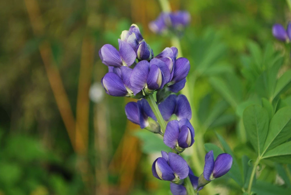 Blue False Indigo Live Plant - Baptisia australis - Native Wildflower - 2.5x3.5 inch Pot - Image 6