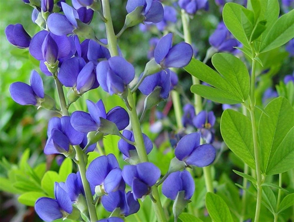 Blue False Indigo Live Plant - Baptisia australis - Native Wildflower - 2.5x3.5 inch Pot - Image 7