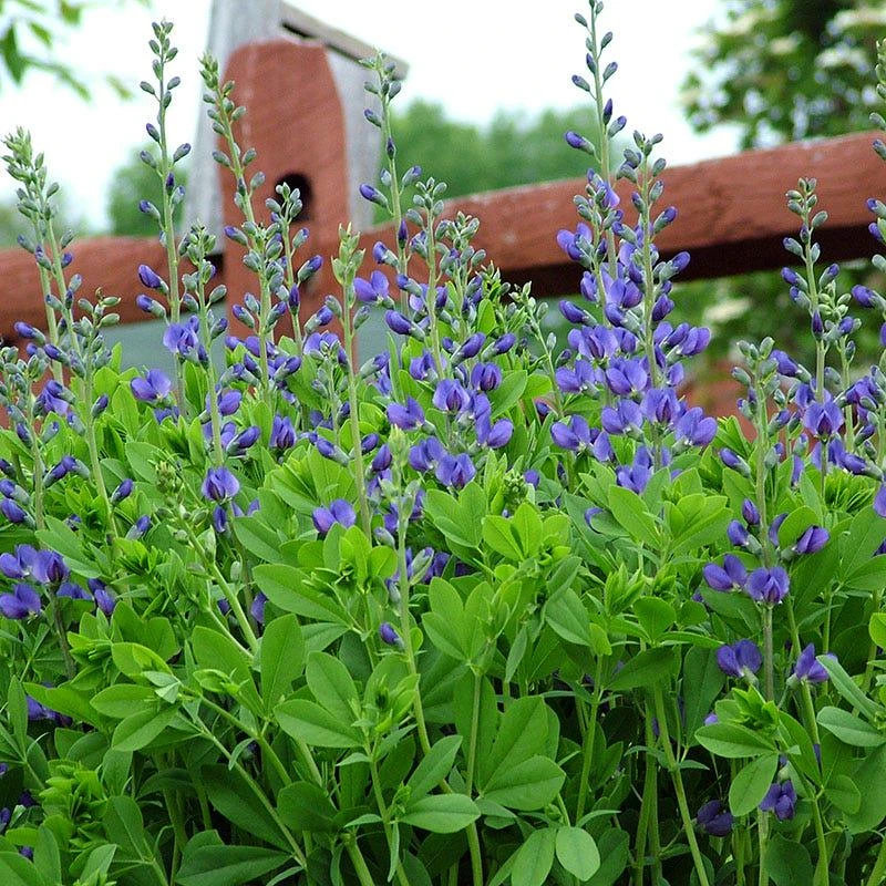 Blue False Indigo Live Plant - Baptisia australis - Native Wildflower - 2.5x3.5 inch Pot - Image 1