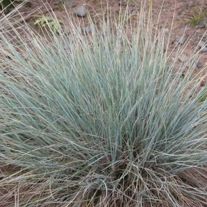 Blue Fescue 'Elijah Blue' Ornamental Grass - Live Starter Plant - 2.5x3.5 inch Pot - Outdoor - Image 2