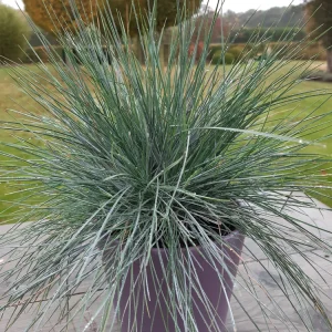 Blue Fescue 'Elijah Blue' Ornamental Grass - Live Starter Plant - 2.5x3.5 inch Pot - Outdoor - Image 3