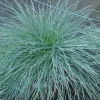Blue Fescue 'Elijah Blue' Ornamental Grass - Live Starter Plant - 2.5x3.5 inch Pot - Outdoor - Image 1