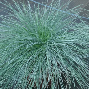 Blue Fescue 'Elijah Blue' Ornamental Grass - Live Starter Plant - 2.5x3.5 inch Pot - Outdoor - Image 1