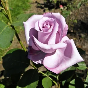 Blue Girl Rose Bush Cuttings - 3 Unrooted 6