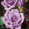Blue Girl Rose Bush Cuttings - 3 Unrooted 6" Live Flower Plants for Outdoor - Image 1