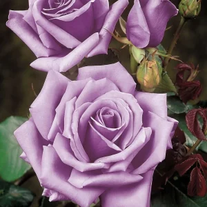 Blue Girl Rose Bush Cuttings - 3 Unrooted 6