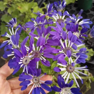 Blue Senetti Cineraria Live Plant – 6 Inch High Pot – Potted Houseplant - Image 1