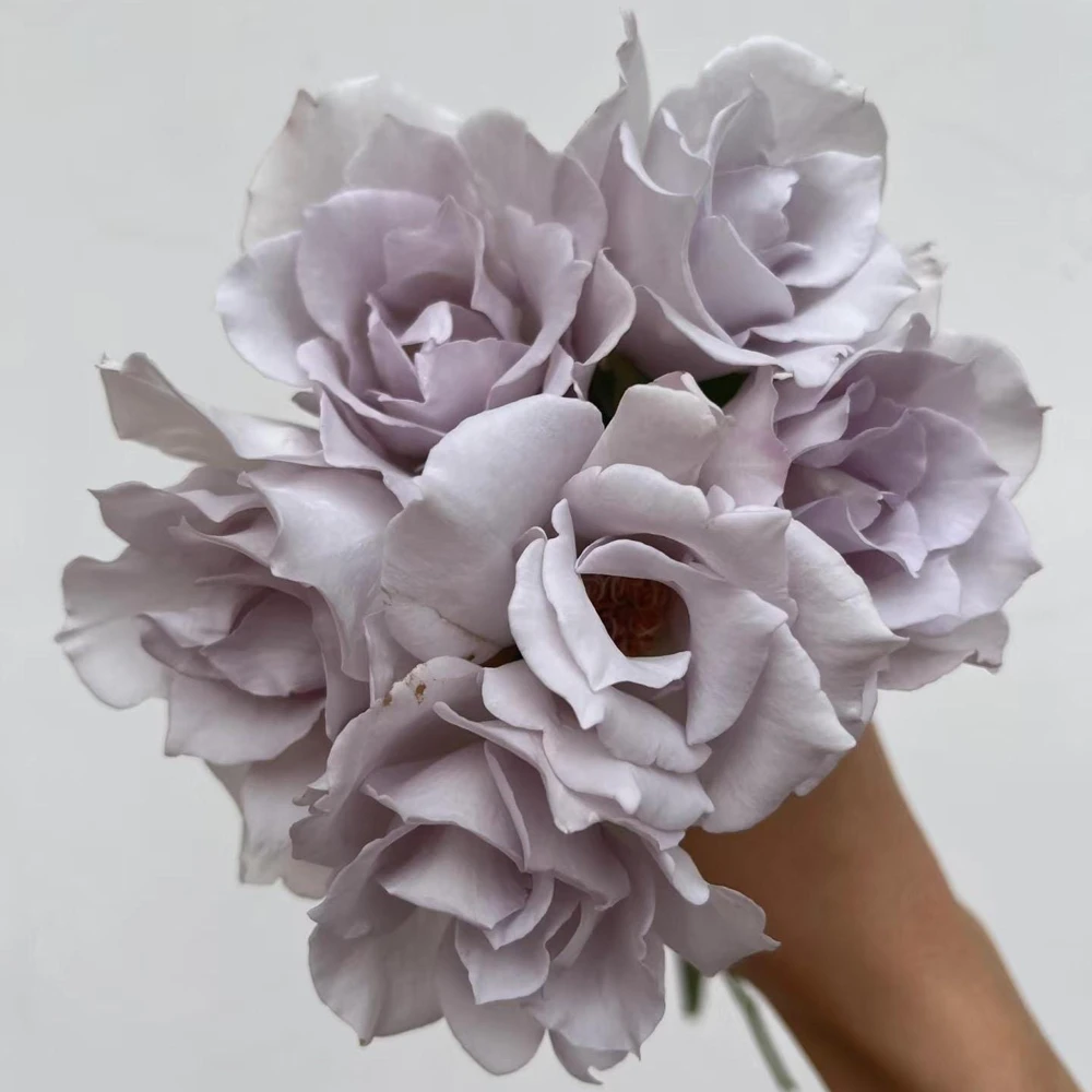 Blue Vague Rose Live Plant - Light Purple Double Petal Flowers, 120 cm Tall - Image 2