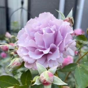 Blue Vague Rose Live Plant - Light Purple Double Petal Flowers, 120 cm Tall - Image 3