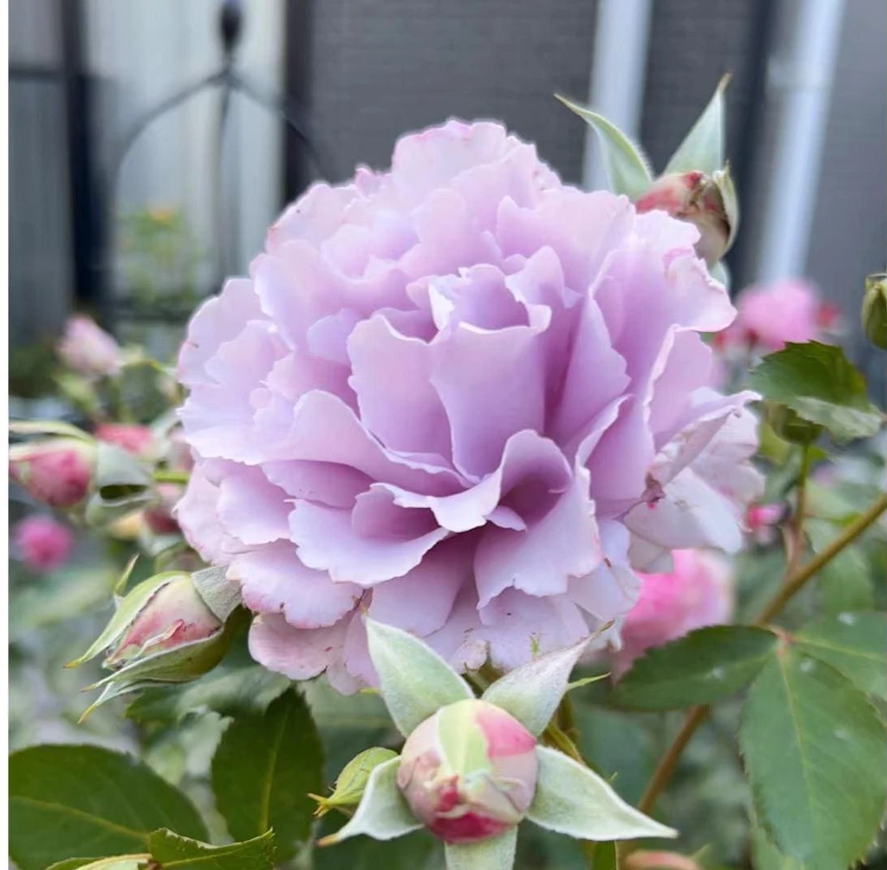 Blue Vague Rose Live Plant - Light Purple Double Petal Flowers, 120 cm Tall - Image 3