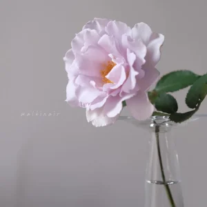 Blue Vague Rose Live Plant - Light Purple Double Petal Flowers, 120 cm Tall - Image 4