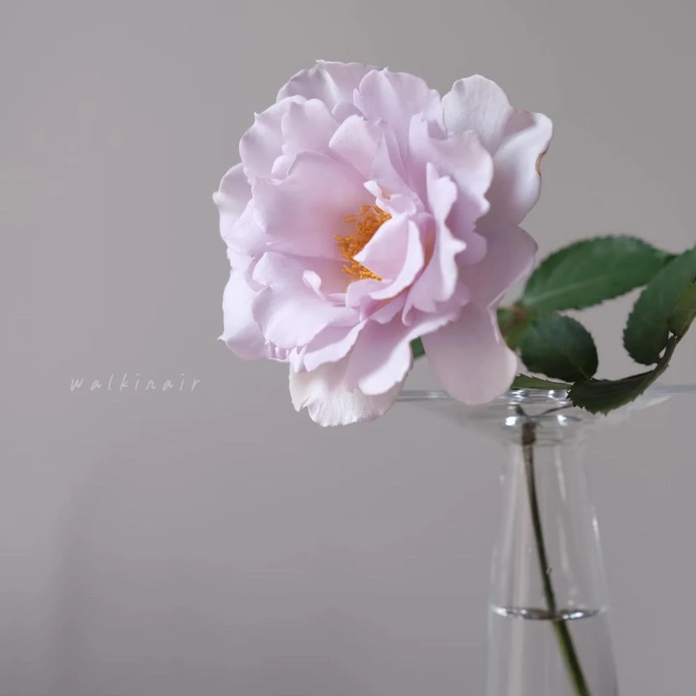 Blue Vague Rose Live Plant - Light Purple Double Petal Flowers, 120 cm Tall - Image 4