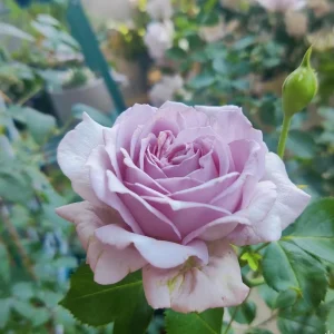 Blue Vague Rose Live Plant - Light Purple Double Petal Flowers, 120 cm Tall - Image 5