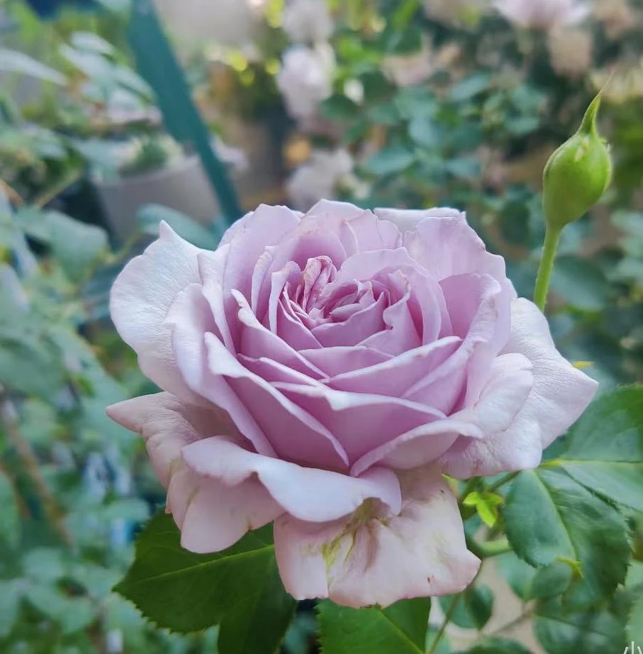 Blue Vague Rose Live Plant - Light Purple Double Petal Flowers, 120 cm Tall - Image 5
