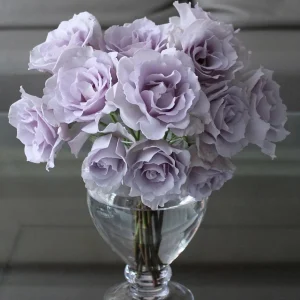 Blue Vague Rose Live Plant - Light Purple Double Petal Flowers, 120 cm Tall - Image 1