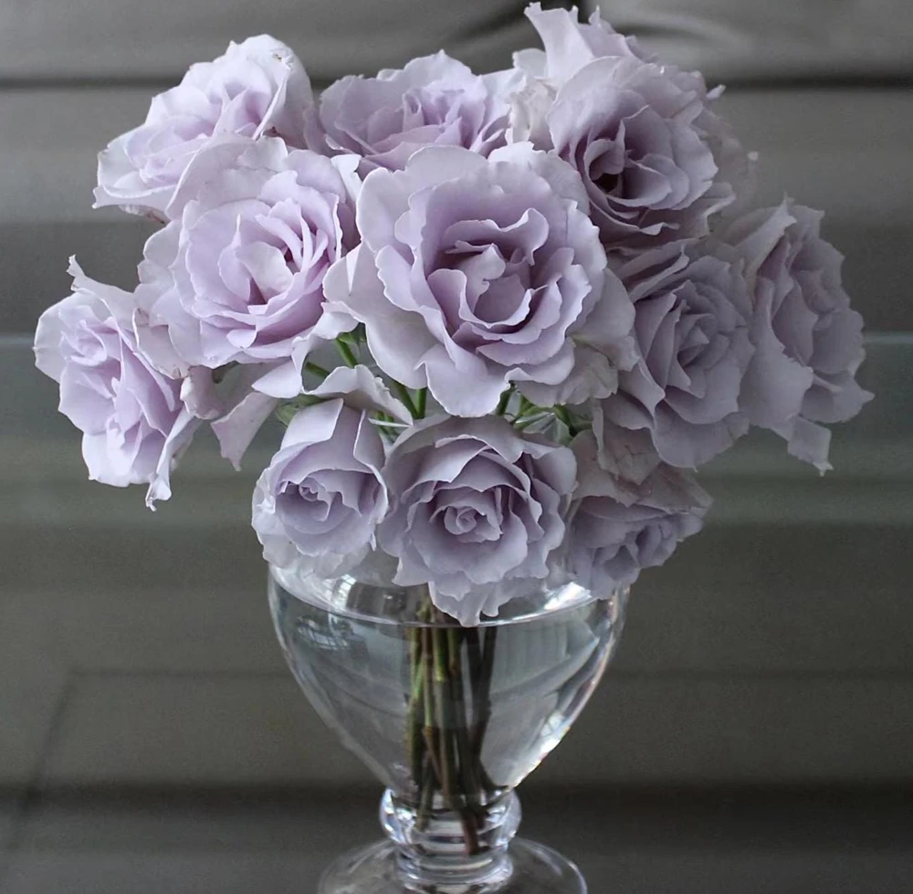 Blue Vague Rose Live Plant - Light Purple Double Petal Flowers, 120 cm Tall - Image 1
