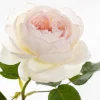 Bolero Rose Plant - Fragrant White Floribunda Live Plant - Image 1