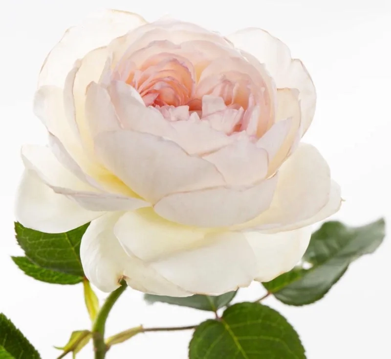 Bolero Rose Plant - Fragrant White Floribunda Live Plant - Image 1