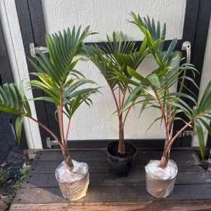Bottle Palm Tree Live Plant – 3 Gallon – Drought Tolerant Outdoor - Image 7